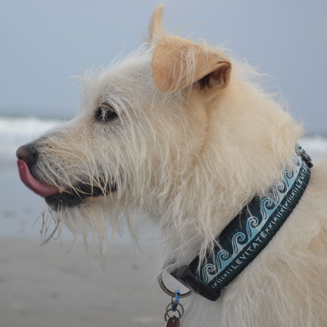 Levitate Dog Collar - Levitate