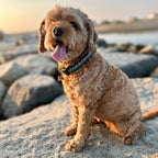 Levitate Dog Collar - Levitate