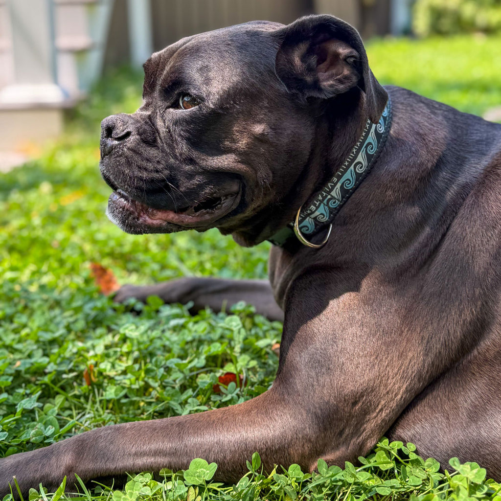 Levitate Dog Collar - Levitate