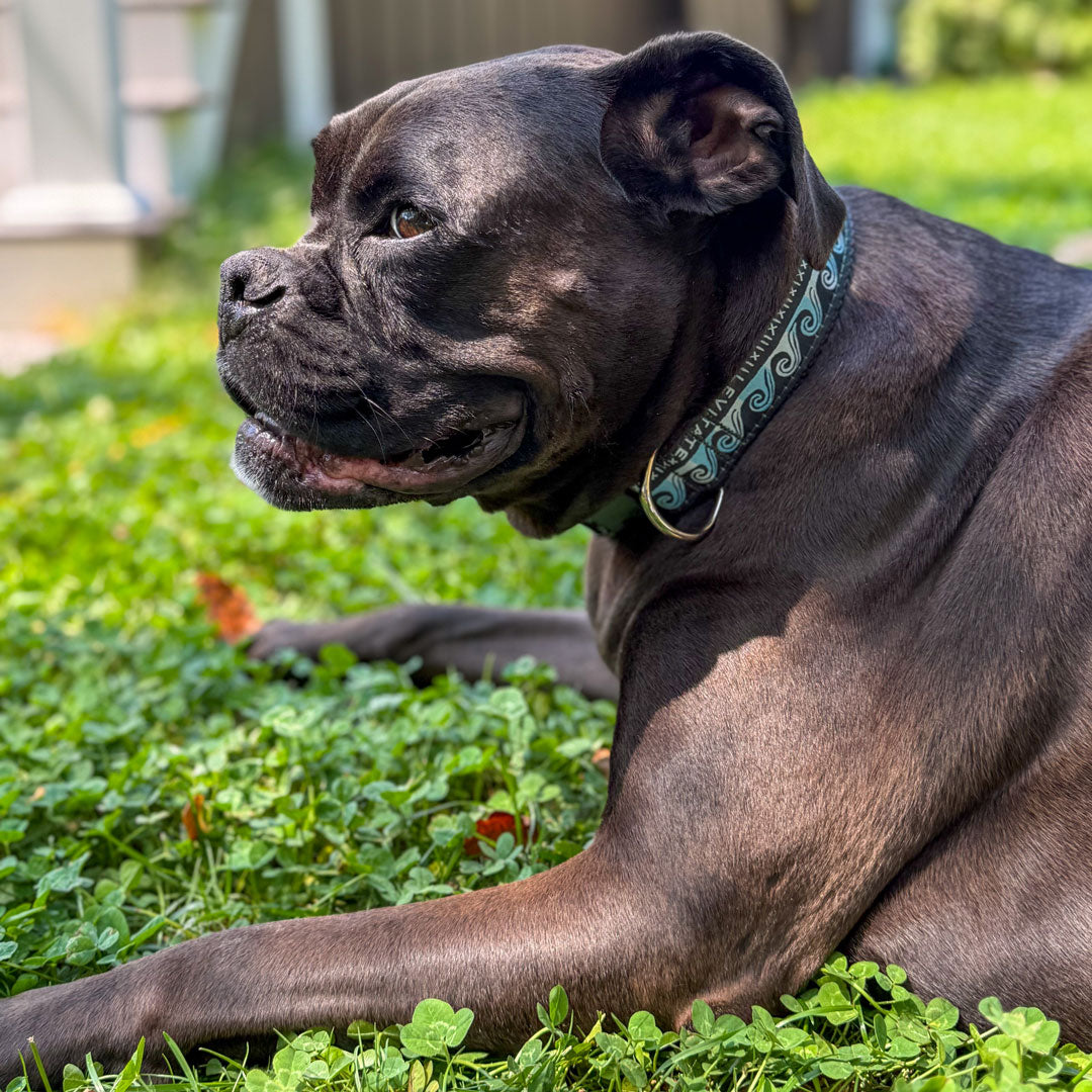 Levitate Dog Collar - Levitate