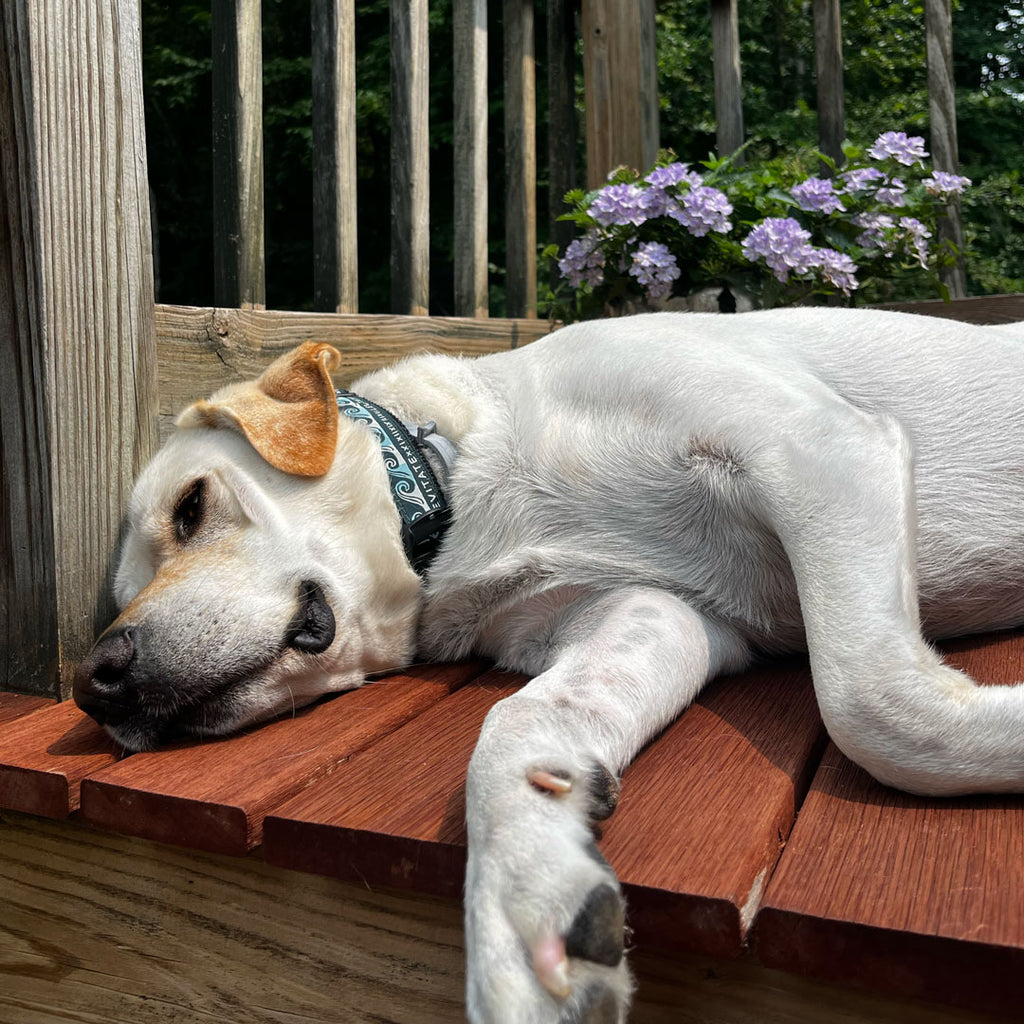 Levitate Dog Collar - Levitate