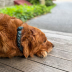 Levitate Dog Collar - Levitate