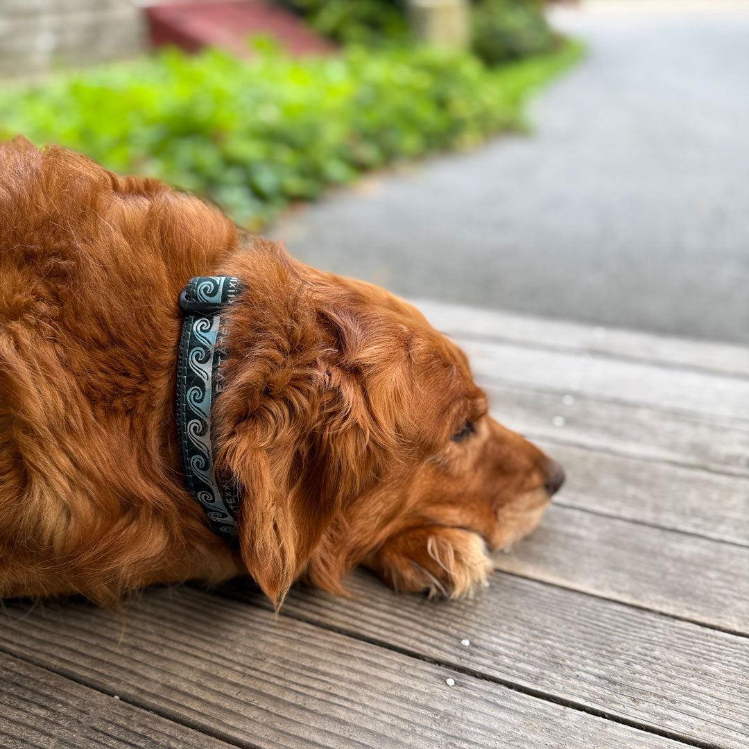 Levitate Dog Collar - Levitate