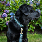 Levitate Dog Leash - Levitate