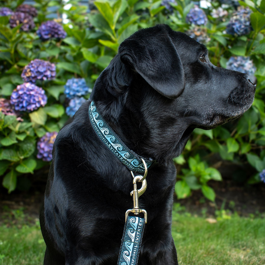 Levitate Dog Leash - Levitate
