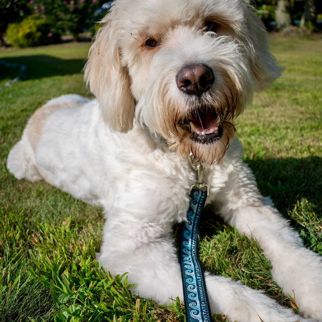 Levitate Dog Leash - Levitate